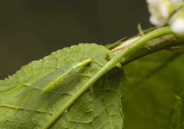 Chrysopidae — Stok fotoğraf