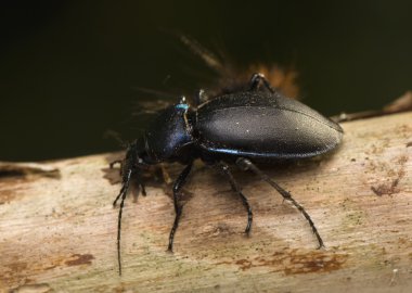 Carabus