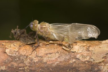 cordulia aenea - chrysalis, metamorfoz