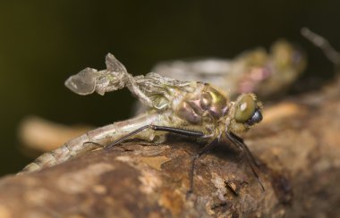 cordulia aenea - chrysalis, metamorfoz