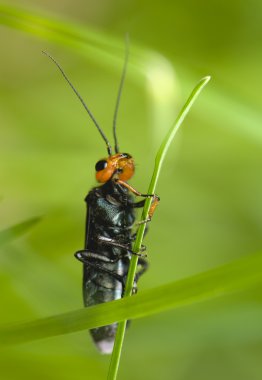 Acantholyda erythrocephala