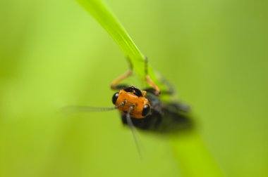 Acantholyda erythrocephala