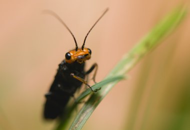 Acantholyda erythrocephala