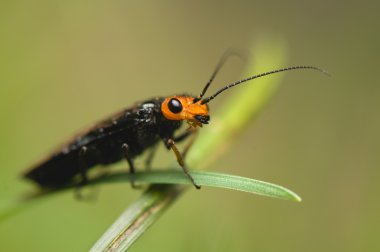 Acantholyda erythrocephala