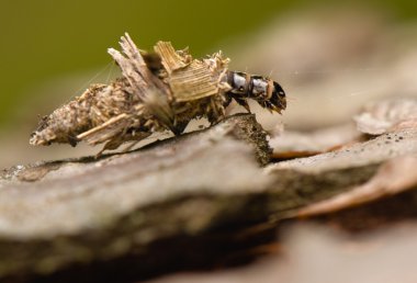 Larva Psychidae