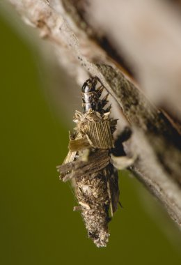 Larva Psychidae