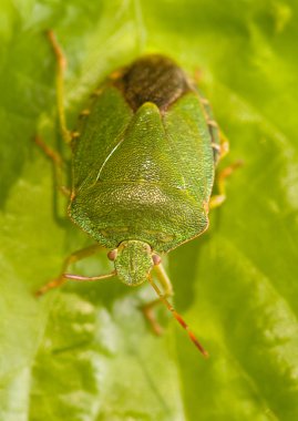 Palomena prasina