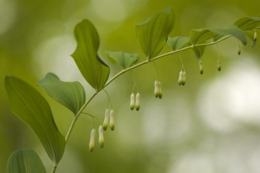 Mührüsüleyman odoratum