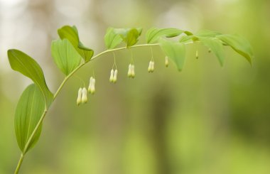 Mührüsüleyman odoratum