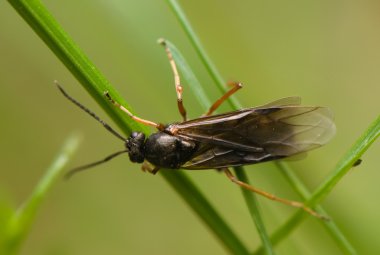 Hymenoptera