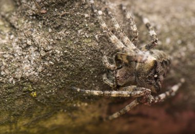 Araneus angulatus