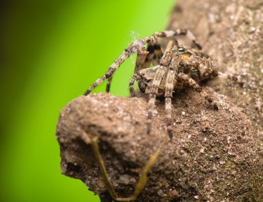 Araneus angulatus