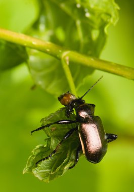 Calosoma Engizisyon Mahkemesi