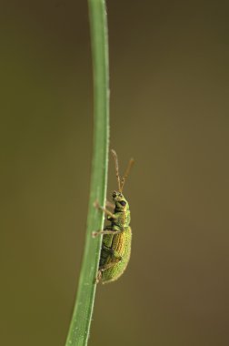 Phyllobius