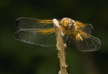 Libellula fulva