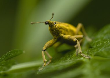 Lixus bardanae