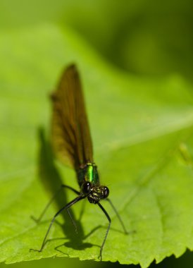 Calopteryx virgo clipart