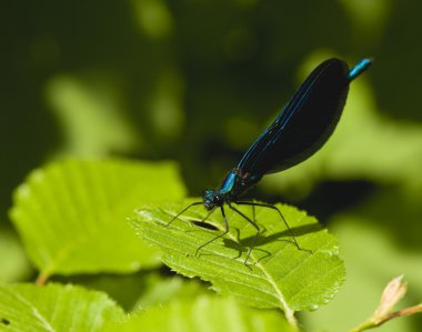 calopteryx Başak