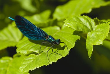 calopteryx Başak