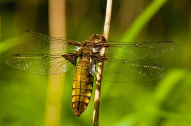 Libellula depressa clipart