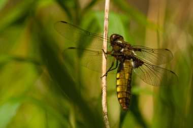 Libellula depressa