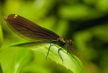 calopteryx Başak