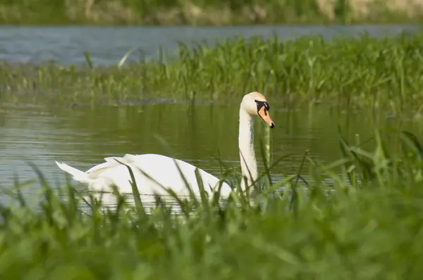 Cisne blanco y hierba verde — Foto de Stock