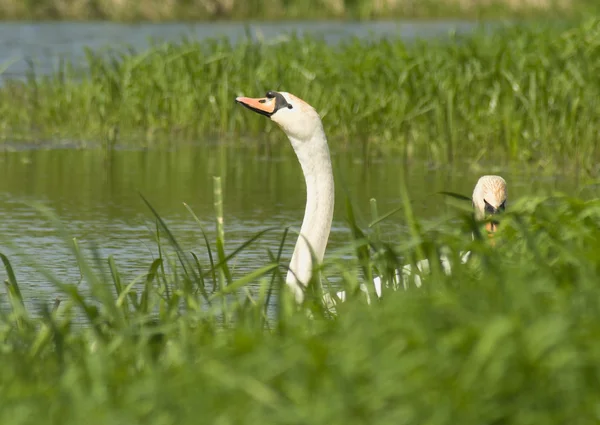 Cisnes y hierba — Foto de Stock