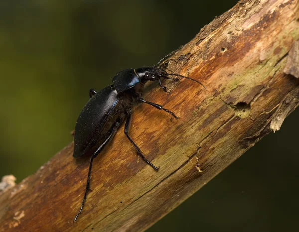 Carabus — Stockfoto