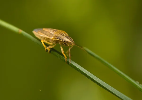 Aelia acuminata — Stok fotoğraf