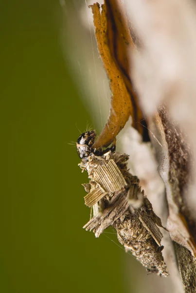 幼虫ミノガ — ストック写真