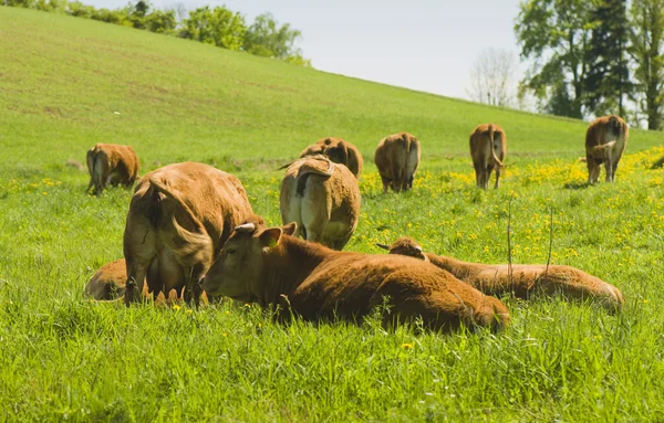 Vaca marrón —  Fotos de Stock