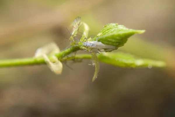 Phyllaphis fagi — Stok fotoğraf