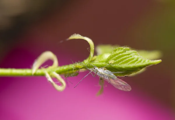 Phyllaphis fagi — 图库照片