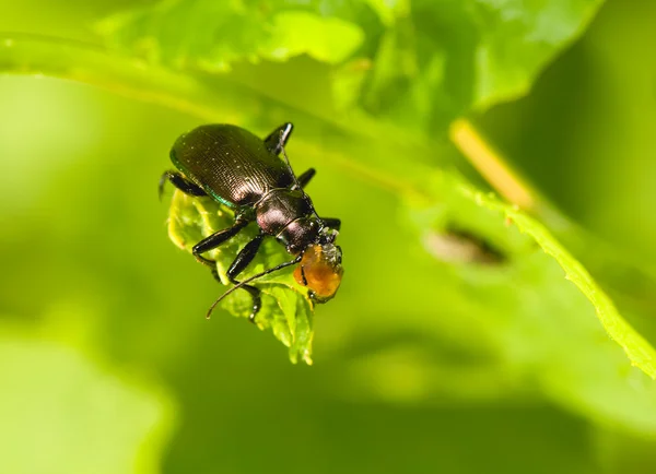 stock image Calosoma inquisitor