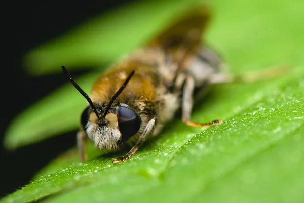 Bearded bee with two-colored eyes — Stock Photo, Image