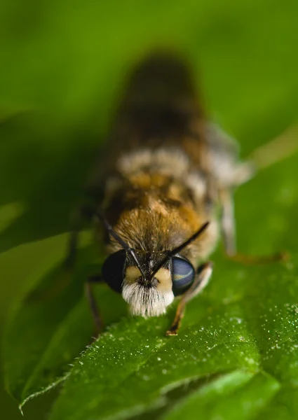 Brodaty pszczoły z dwu kolorowe oczy — Zdjęcie stockowe