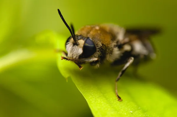 Γενειοφόρος μέλισσα με διχρωμία μάτια — Φωτογραφία Αρχείου