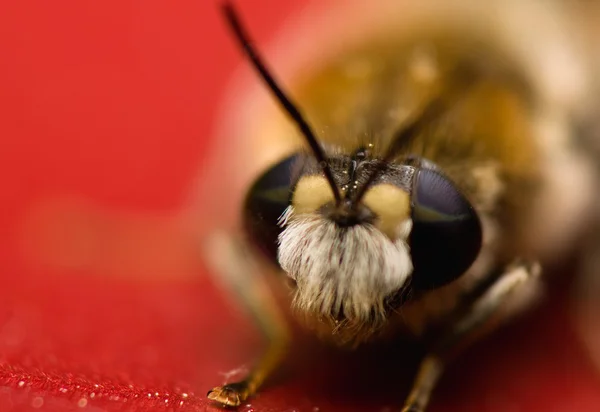Iki renkli gözlü sakallı arı — Stok fotoğraf