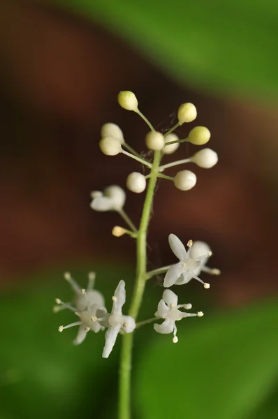 Bifolium Konwalijka — Zdjęcie stockowe