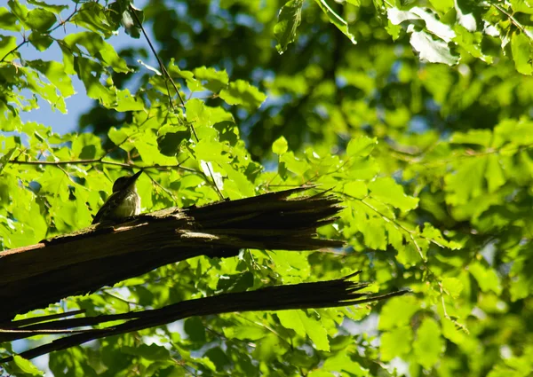 啄木鸟啄木鸟 — 图库照片