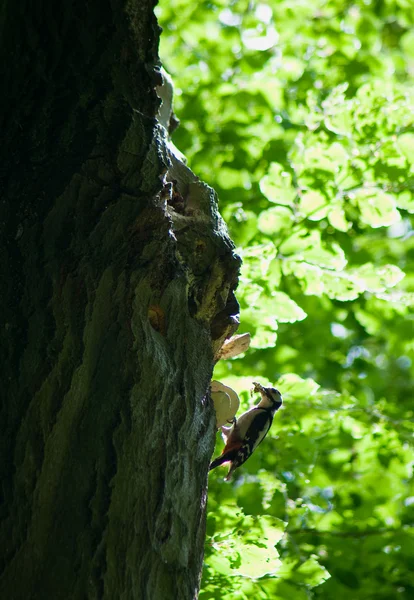 Woodpecker Dendrocopos major — Stock Photo, Image