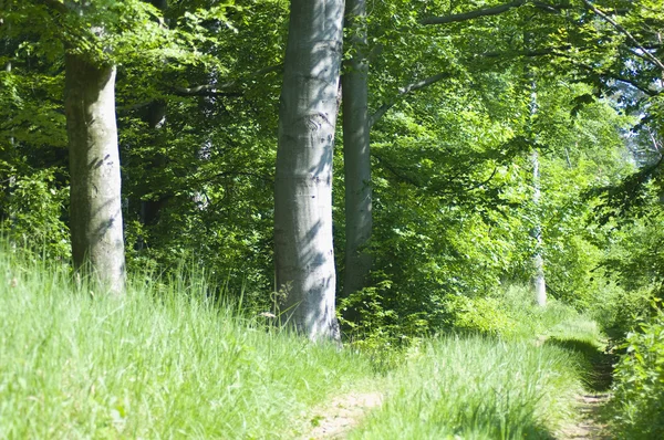 Весенний буковый лес — стоковое фото