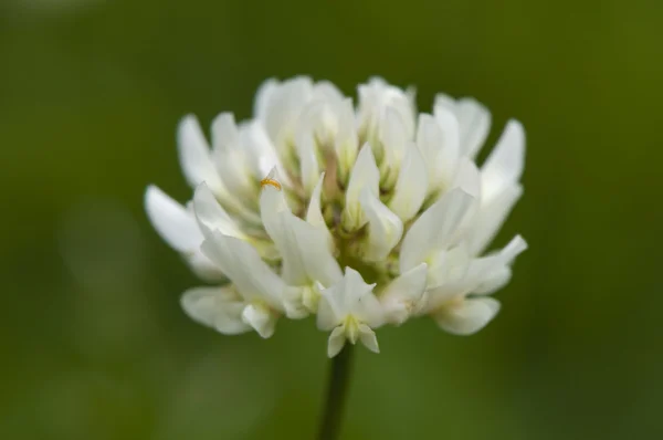 Trifolium repens — Stockfoto