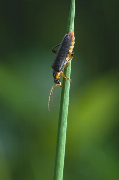 Cantharis — Foto Stock
