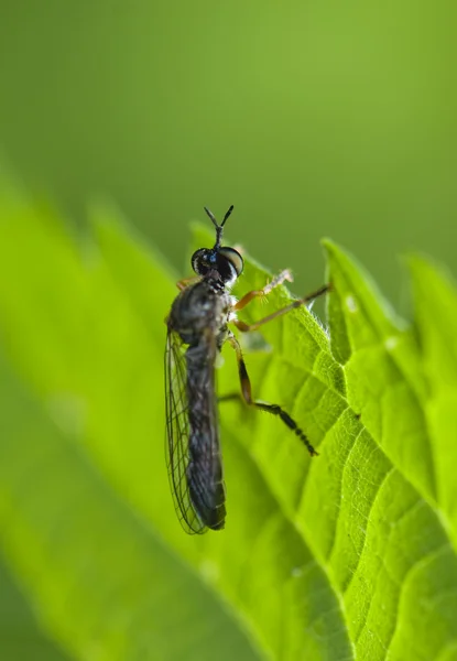 Hymenoptera — Stok fotoğraf