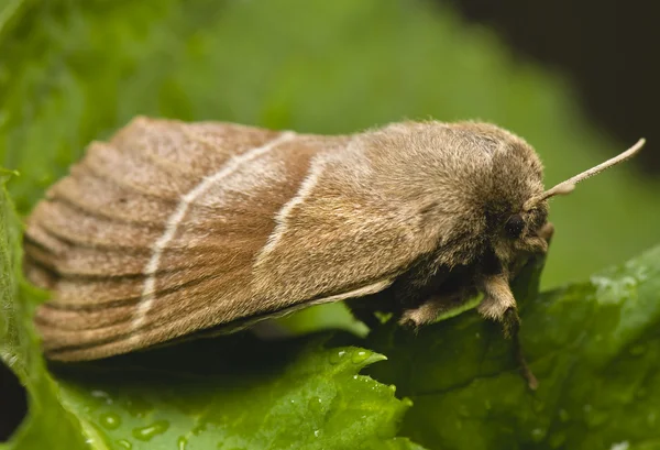 Macrothylacia rubi — Φωτογραφία Αρχείου