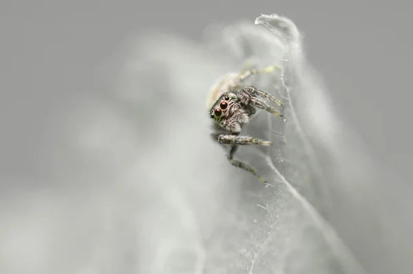 Örümcek atlama — Stok fotoğraf