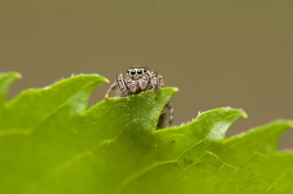 Örümcek atlama — Stok fotoğraf