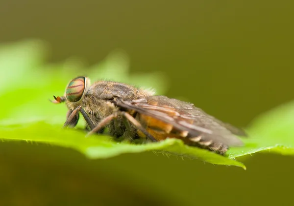 stock image Horse fly